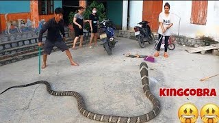 Terrible, the world's largest and most venomous snake - king cobra | people's ob