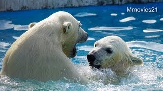 隠れて遊ぶ双子のホッキョクグマ〜Polar Bear twin cubs are playing