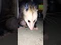 momma opossum washing her pouch and babies