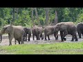 Elephants in Dzanga Bai, Central African Republic - #3