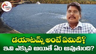 డయాటమ్స్ ఎక్కువ అయితే ఏం అవుతుంది? Diatoms impact in Vannamei Shrimp Farming