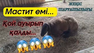 Қой шөп-жем жемей қойды...