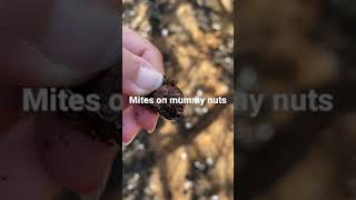 Mites on almond mummy nuts