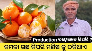 କମଳା ଗଛ କିପରି ମଣିଷକୁ ଠକିଥାଏ ଫଳ ନ ଦେଇ । Rabi Organic Farming