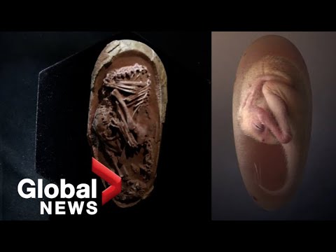 What are fossils found inside?