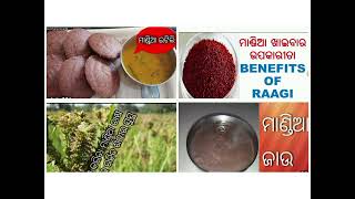 ମାଣ୍ଡିଆ ଖାଇଲେ କଣ ଉପକାର ମିଳେ./Benifits of millet.Happy Mandia Dibasa