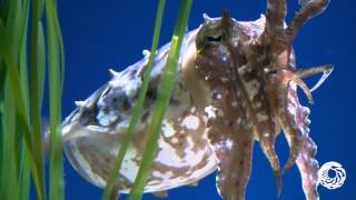 A Cuttlefish the Size of a Football