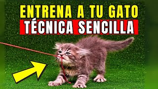 Cómo Educar a Los Gatitos: 7 Pasos Esenciales Para Un Gato Obediente