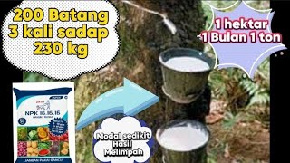 The Secret of Abundant and Weighty Rubber Sap‼️Little Capital, Big Profits