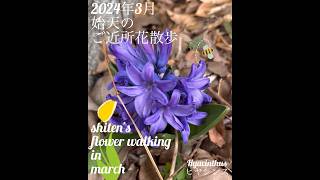 【始天のご近所花散歩 3月】shiten's flower walking in march