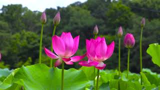 Pink Lotus Flower - Copyright free hd stock footage