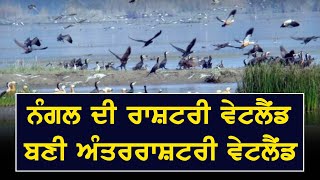 #Tourism ਨੂੰ ਚਾਰ ਚੰਦ ਲਗਾ ਰਹੀ ਨੰਗਲ ਦੀ #National Wetland