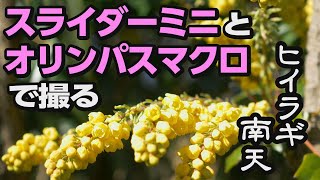 【花言葉】スライダーミニとオリンパスマクロで撮るヒイラギ南天