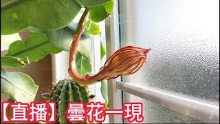 【直播】曇花一現 （昙花一现）：老貓家四歲的小曇花今年的第一朵花，開啟2023曇花花季