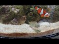 lawn mower blenny feeding on algae waffer