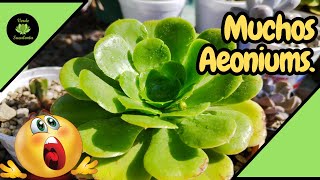 ¿Cómo propagar o reproducir Aeonium canariense sin falla?