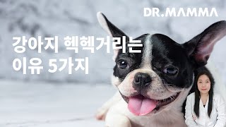 강아지 헥헥거리는 이유 궁금하다면