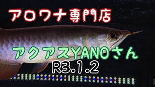 アロワナ専門店　アクアスYANOさん　イグニス　絢爛　R3 1 2