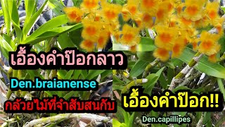 เอื้องคำป๊อกลาว (Den.braianense)  ความเหมือนที่แตกต่างกับเอื้องคำป๊อก (Den.capillipes)