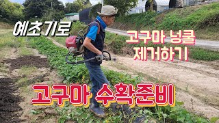 꿀고구마 수확을 위한 고구마넝쿨제거 작업.자가소비용 여주꿀고구마 수확시기가 되었습니다