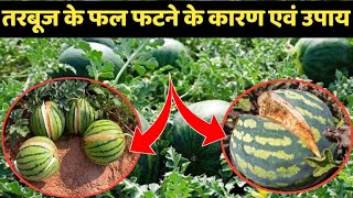 तरबूज के फल फटने के कारण एवं निवारण tarbuj ki kheti तरबूज की खेती watermelon farming