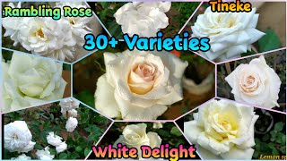 128 - 30+ AMAZING VARIETIES OF WHITE ROSES || WITH IDENTIFICATION || Around the world