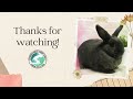 sdhrs adoptable rabbit lou