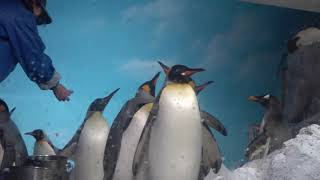 一羽ずつ食べた量をチェックしてます～　ペンギンさんのお食事の時間です～　ポーラアドベンチャー　実は今日も鴨川シーワールドです！　00049