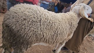 🇲🇦مباشرة من سوق الأسبوعي خميس سيدي حجاج نقدم لكم أتمنة خروف حولى تاريخ تصوير 12/6/2025