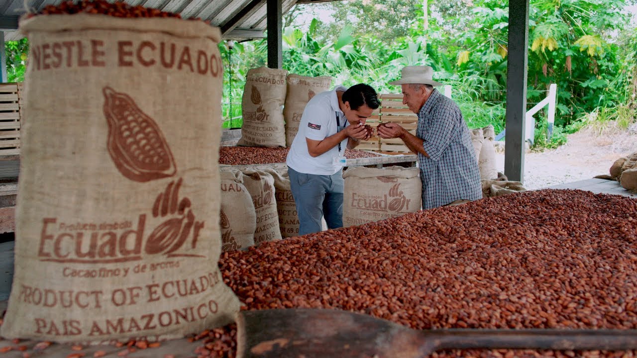 Plan Cacao Nestlé Ecuatorianos Que Cosechan El Mejor Cacao Del Mundo