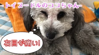 【トイプードルのココちゃん】右目に異変！犬でもある、逆まつげ(´Д⊂ヽ