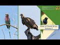 Birds of South Africa - Kruger National Park - Volume 6