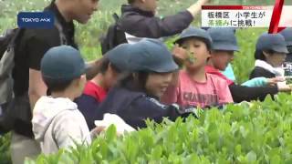 板橋区　小学生が茶摘みに挑戦！