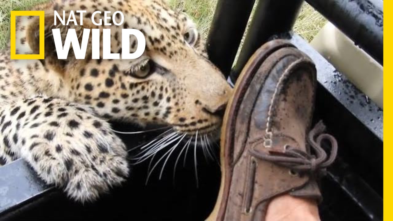 Wild Leopard Plays With A Tourist S Foot Nat Geo Wild Youtube