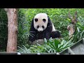 20200118 天涼圓仔正好眠 十時睡到十四點 giant panda yuan zai