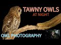 TAWNY OWLS at night- HOW TO PHOTOGRAPH OWLS AFTER DARK- UK OWLS