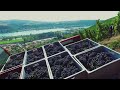 stephane ogier harvest 2016