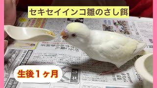 生後一ヶ月★セキセイインコ雛のさし餌　One month after birth ★ Budgerigar chick feeding.