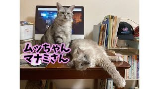 【愛猫】ムッちゃん\u0026マナミさん 「Love」