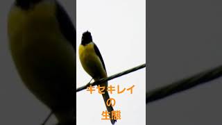 【キセキレイ 】@神奈川県秦野市蓑毛　20240605