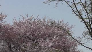 横田基地 桜と米軍機