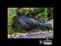 PHEASANT  OF  THAILAND @dr.s.ksinghchanneljaishree1255