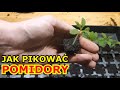 Pikowanie Pomidorów KROK po KROKU | Jak Pikować Pomidory