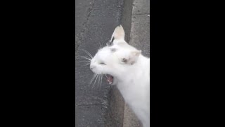 Cat NYawning (Nyah+Yawn)