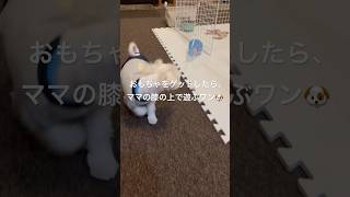 大好きな猫じゃらしを咥えて飼い主の膝で遊びたい生後4ヶ月のマルチーズ #shorts #パピー #子犬 #マルチーズ #猫じゃらし