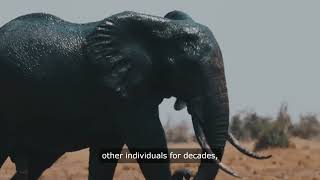 Debunking Myths: The Truth About Elephant Intelligence and Emotions!