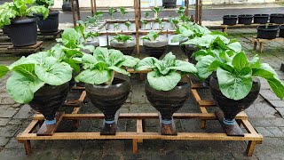 tutorial menanam pakcoy putih dimusim hujan + penanggulangan hama || how to plant white pak choi