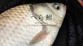 へら鮒　　JAPANESE GAME FISHING