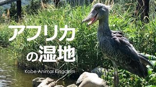 アフリカの湿地の仲間たち【神戸どうぶつ王国】食いしん坊のちびハイラックスちゃんにクロトキさんの秘密基地