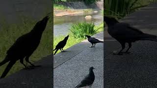 カラスさんに1口サイズに切ったリンゴを献上してみた😆リンゴがあまりにも美味しかったのか、喜びの舞を踊ってしまうカラスさん🤣wwwwwww